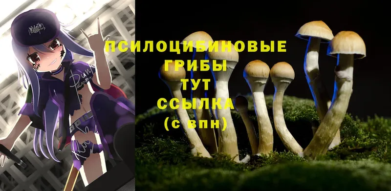 цена наркотик  Балтийск  Галлюциногенные грибы Psilocybe 